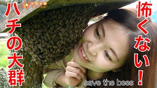 怖くない！お引越し中の日本ミツバチ【ミツバチの大群に頬ずりしてみた！】