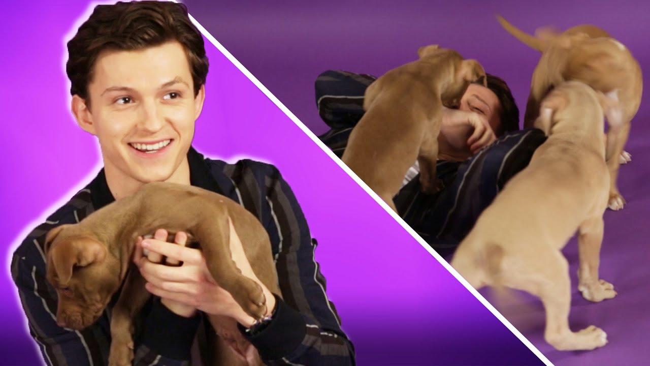 Tom Holland Plays With Puppies While Answering Fan Questions