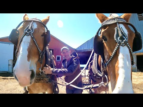 Hitching a TEAM OF HORSES to a Cart & a HORSE RUNAWAY STORY!! // HORSE BASICS #8
