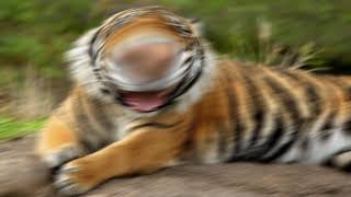 Djämes Braun // Farlig Tiger (Earrape)