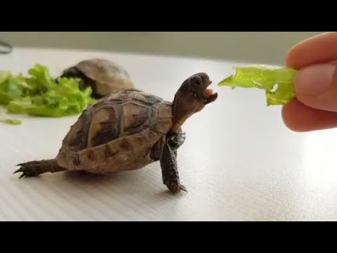 Kara kaplumbağası bakımı - nasıl beslenir? {evcil hayvan bakımı deneyimlerimi paylaşıyorum 🥰}