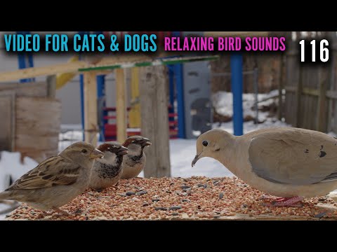 Bird Feeder Party - House Sparrows And Mourning Dove Pack Feeder - 116