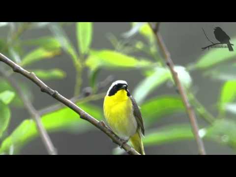 Horárik pastvinový (Geothlypis trichas) — správanie, biotop a hlas