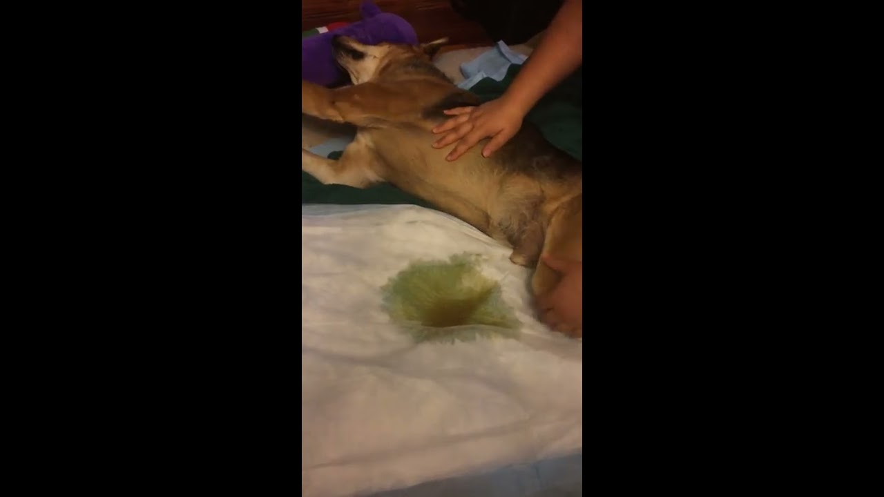 Expressing bladder of a paralyzed dog