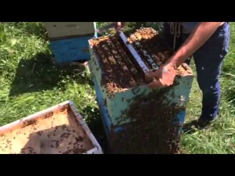 French Hill Apiaries inserting  a push in cage , recording on hive body!