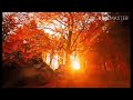 Adult Swim Bumps Fall Ing Leaves