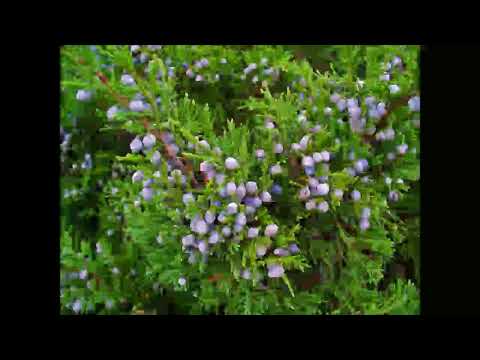 Sadebaum, Heilpflanze