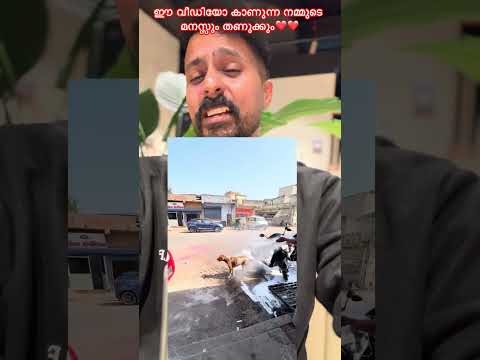 ഈ വീഡിയോ കാണുന്ന നമ്മുടെ മനസ്സും തണുക്കും ❤️❤️ #dog #doglife #doglove  #humanity