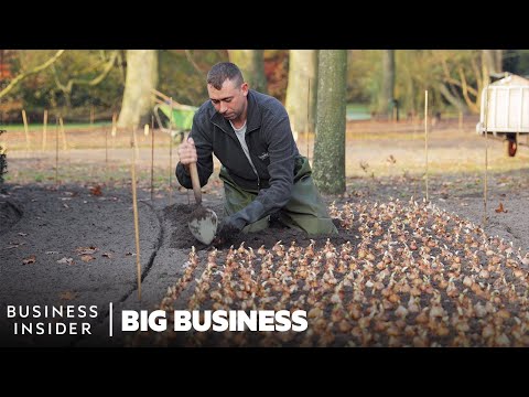 How 7 Million Flowers Are Planted At Keukenhof Every Year | Big Business
