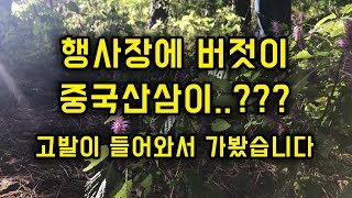 중국산삼  고발이 들어와서 가보았습니다