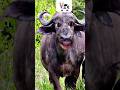 Abba Dabba Chabba Cow Funny