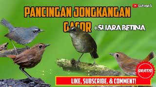 Download lagu Terapi Dan Pancingan Suara Burung Jongkangan. Ampuh‼️ mp3 Download lagu Terapi Dan Pancingan Suara Burung Jongkangan. Ampuh‼️ mp3