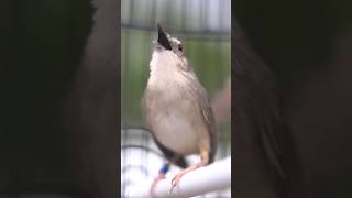 Download lagu How to boost a short-circuited cigun mp3