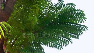 Motion Leaves Of Averrhoa Bilimbi Or Cucumber Tree Blown By The Wind At The Field Of The Village