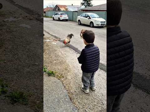 Ömer dur🤚O horoz atlıyor😬