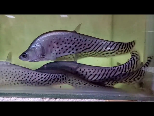 royal knife fishes  for sale at joes aquaworld mumbai 9833898901