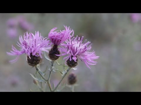 SPOTTED KNAPWEED (Centaurea maculosa)