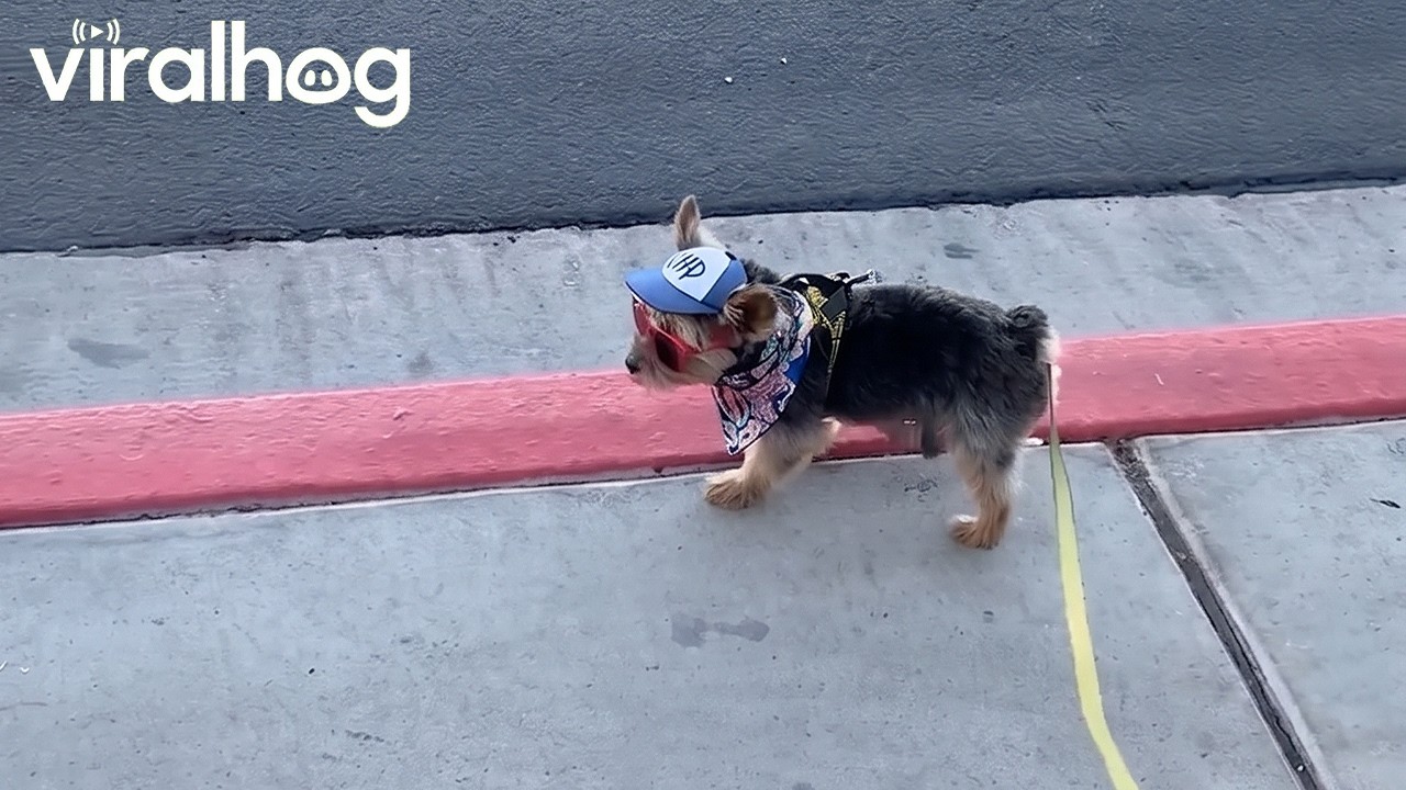 Yorkie Crabwalks Along Sidewalk || ViralHog