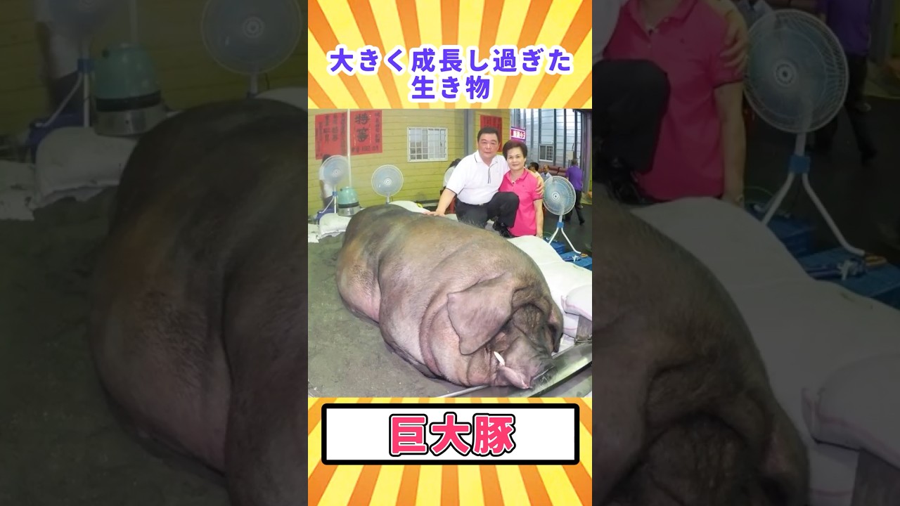 【閲覧注意】大きく成長し過ぎた生き物「巨大豚」【ゆっくり解説】 #どうぶつのひきこ森 #ゆっくり解説 #へんないきもの #閲覧注意
