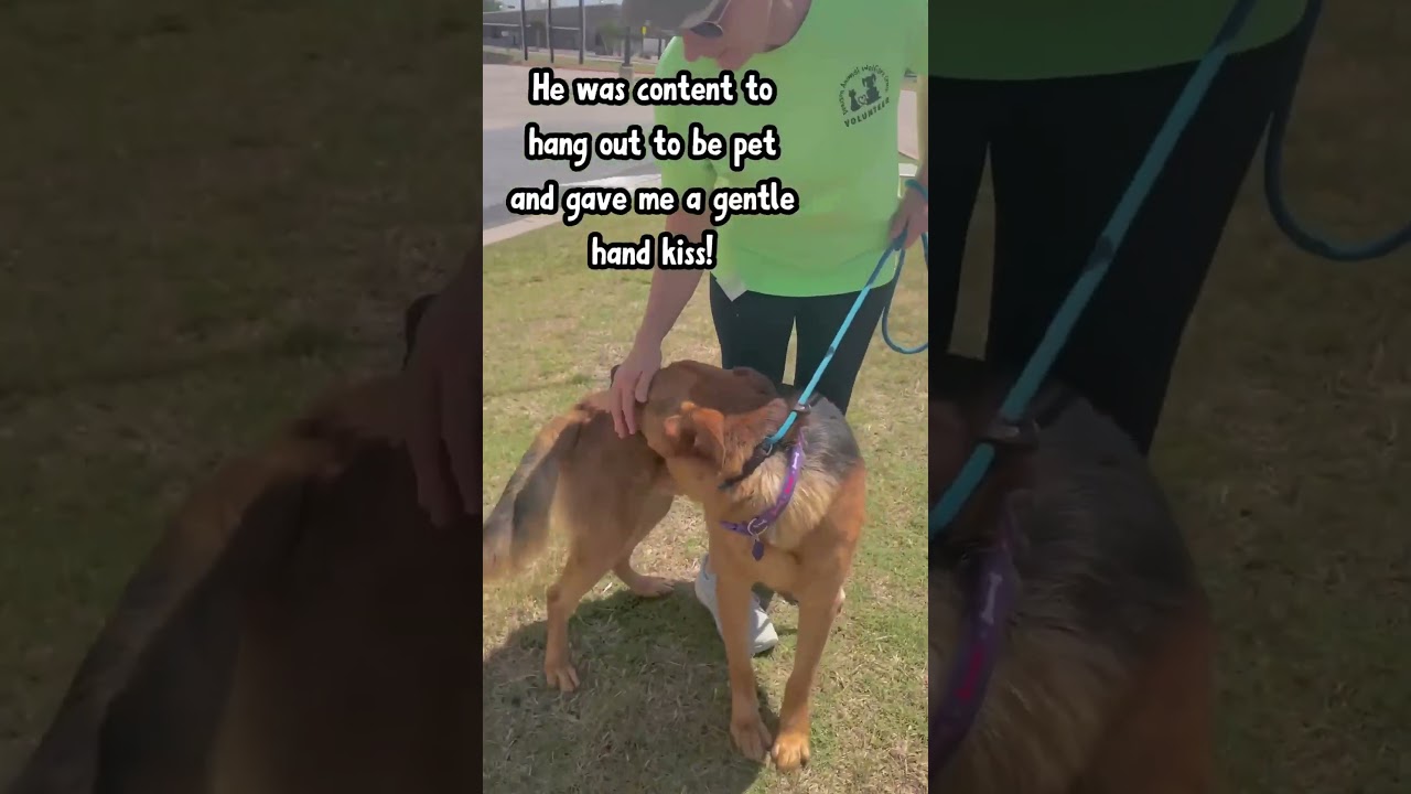 Shepherd Book, a Adoptable German Shepherd Dog in Denison, TX video 6/6