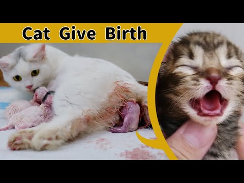 Cat Giving Birth to 6 Kittens