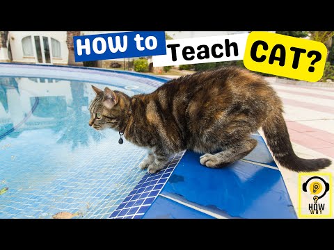 How to teach a CAT for Swim? Easy method revealed #shorts