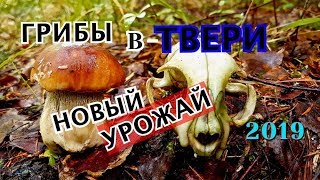 Грибники и рыболовы тверской области