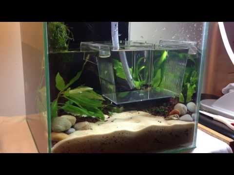 HOW TO: Making a Nano Red Cherry Shrimp Planted Aquarium | TonyTanks