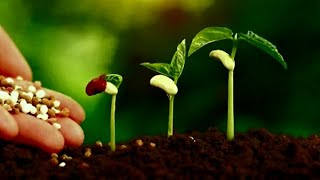 BIOFERTILIZER #biofertilizer #nursery #horticulture