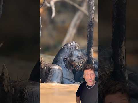 The Giant River Otter is TERRIFYING