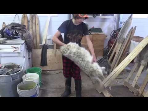 How to Board a Coyote pelt Part 1 of 2