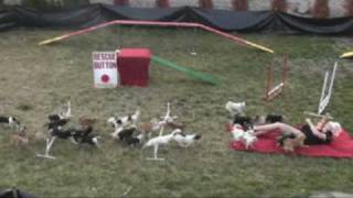 TINY TALENT AMERICA'S GOT TALENT  - CHIHUAHUA  - DOG ACT