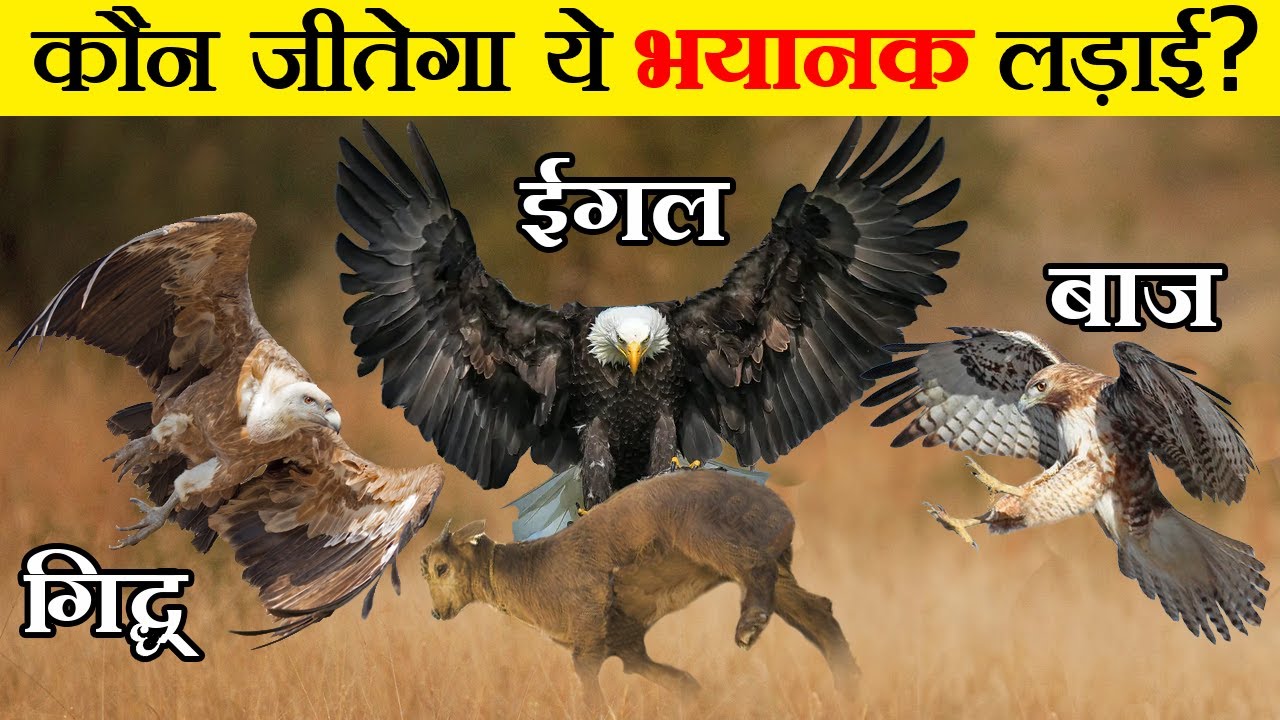 क्या होगा जब लड़ेंगे आसमान के 3 महादानव | Eagle vs Hawk vs Vulture Fight | कौन है सबसे खतरनाक?