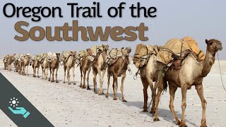 Scouting the Southwest | US Camel Corps