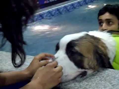 CHAMP DURING HIS SWIMMING SESSIONS....!!!!!