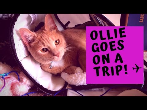 I TOOK MY CAT ON A PLANE!!! SOUTHWEST AIRLINES