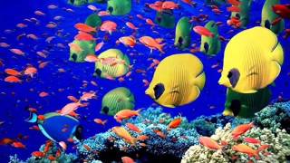 Steve Kindler / Wistari Reef