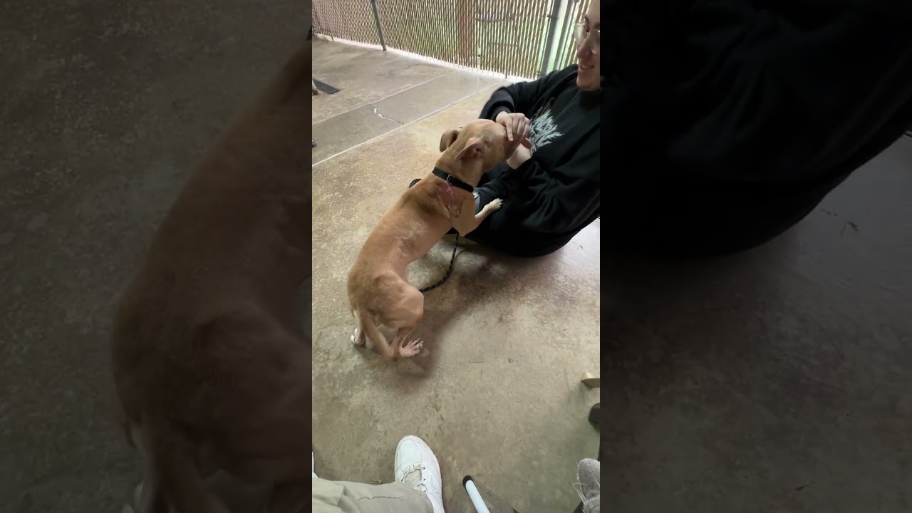 Enlarge WINSTON 2.0 - A HAPPY MORE CONFIDENT BOY - PLS WATCH HIS VIDEO, a Adoptable Terrier in Clifton, NJ video 5/6