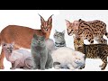 Jenis Jenis Kucing Beserta Harganya
