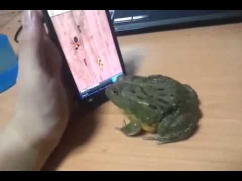 Smartphone-Frosch beißt Herrschen! Beq ji listina be xwarin aciz dibe!