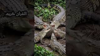 Download lagu surah Al imran - by egzonibrahimi | beautiful Quran recitation | Hub of bayan mp3