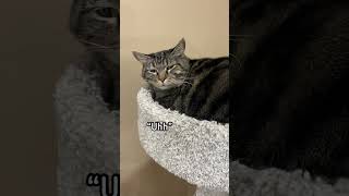 Surprising Penny awake compilation! #penny #pennythecat