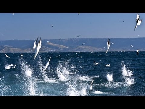 L'assaut IMPLACABLE des fous du Cap - ZAPPING SAUVAGE