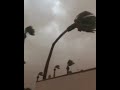 Impressive !!! Palm Tree snapped and fell over apartments. - WeatherfanPR Impressive !!! Palm Tree snapped and fell over apartments.