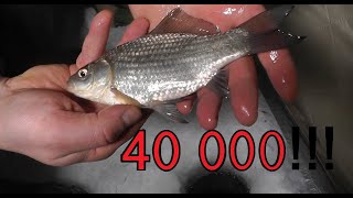 К этому времени алеша были на рыбалке