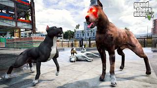 TERMİNATÖR SOKAKLARIN BABASI ODİN'LE DÖVÜŞÜYOR!! - GTA 5 PİTBULL'UN HAYATI TERMİNATÖR SOKAKLARIN BABASI ODİN'LE DÖVÜŞÜYOR!! - GTA 5 PİTBULL'UN HAYATI