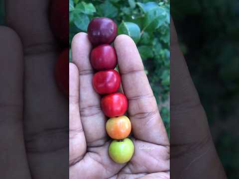 Vitamin C rich Barbados cherry #shorts #barbados #cherry #vitaminrich #fruit