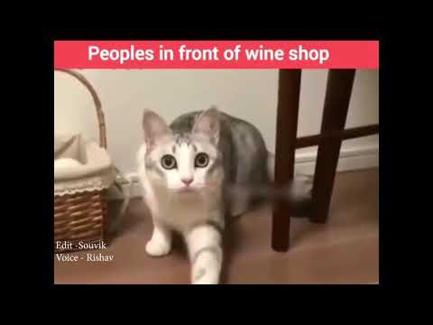 Funny cat