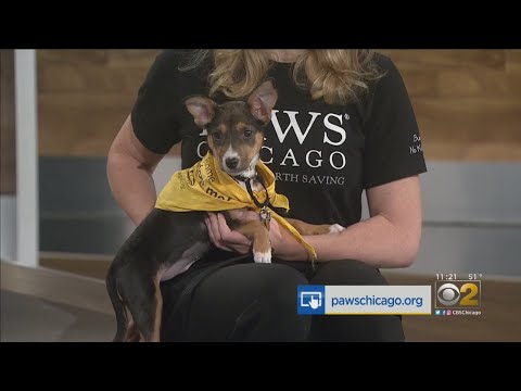 PAWS Dog Of The Week: Jerilyn