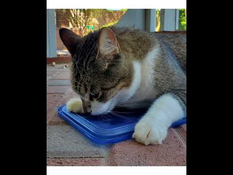 Crystal the Pet Nanny. LLC video.